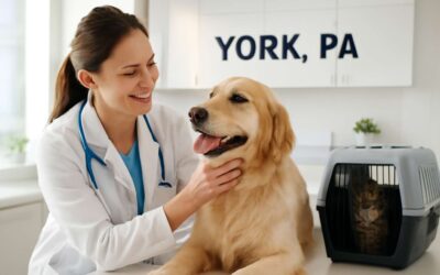 Top vet clinic york pa: Your pet’s health, our priority